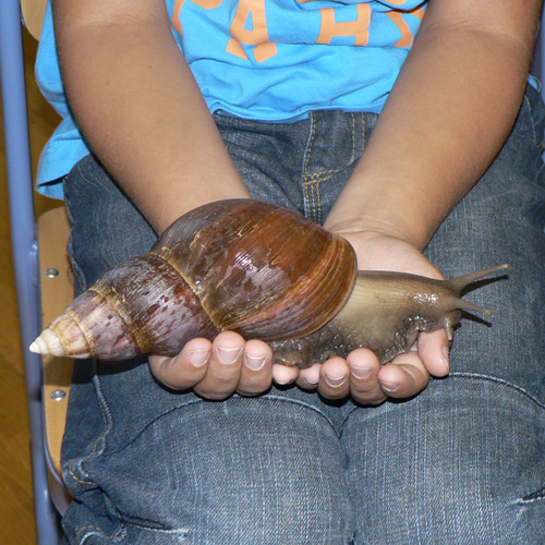 Achatschnecke in Kinderhand  (Bild: Angelika Benninger)