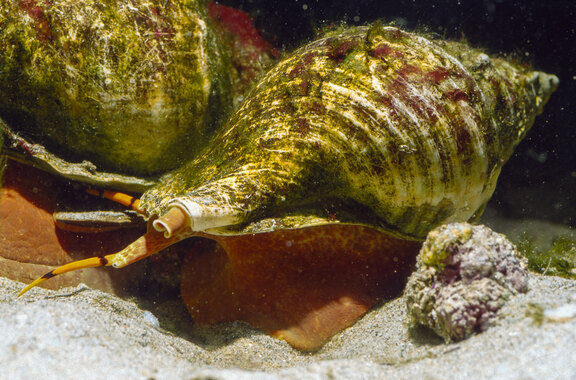 Tritonschnecke