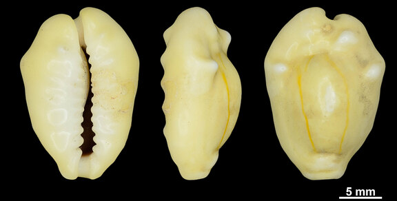 Schalen der Geldkauri Monetaria moneta