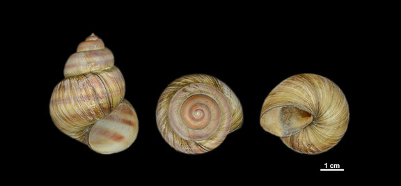 Viviparus viviparus