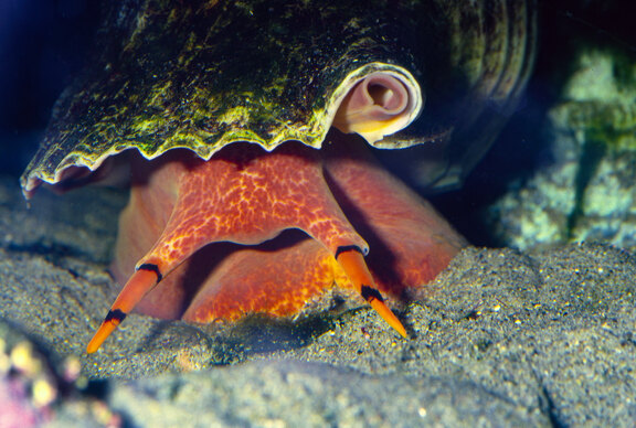 Tritonschnecke