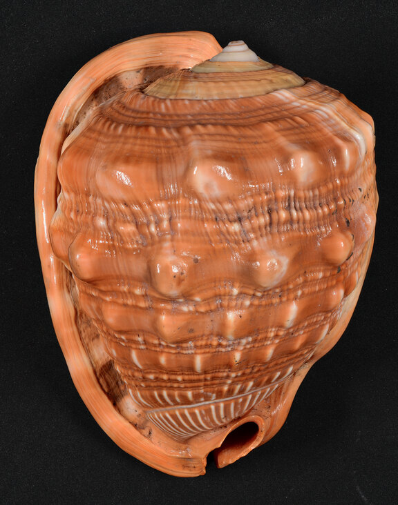 Rote Helmschnecke