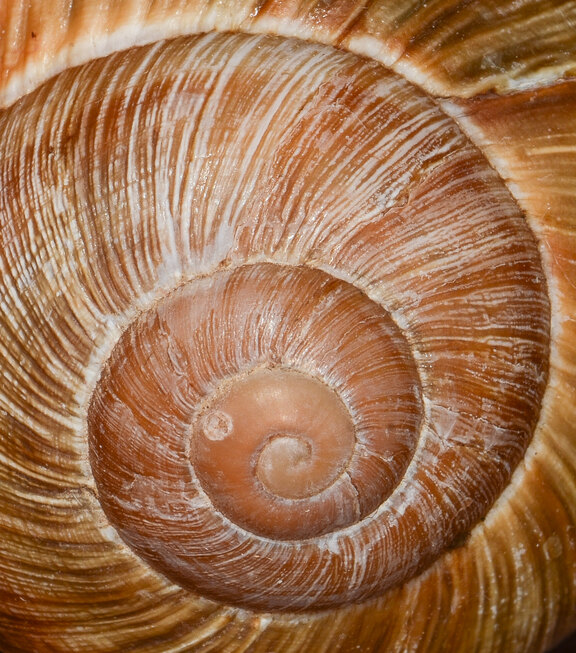 Linksgewundenes Gehäuse einer Weinbergschnecke