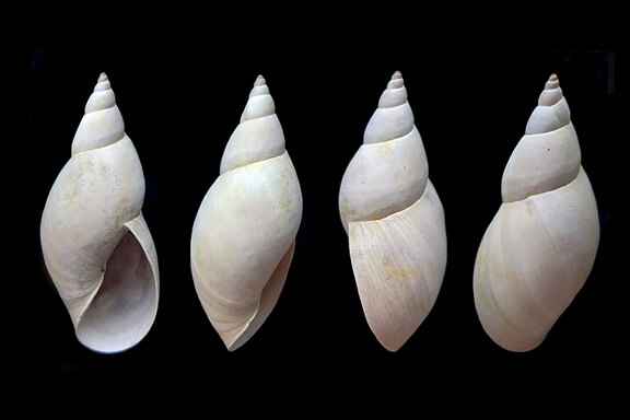 Große Sumpfschnecke