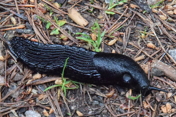 Schwarze Wegschnecke