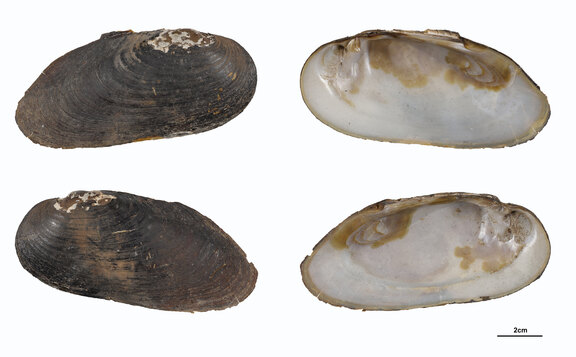 Flussperlmuscheln Flussperlmuscheln