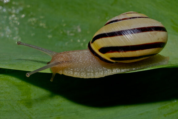 Schwarzmündige Bänderschnecke