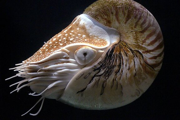 Nautilus pompilius, Zoo Pairi Daiza, Brugelette, Belgien