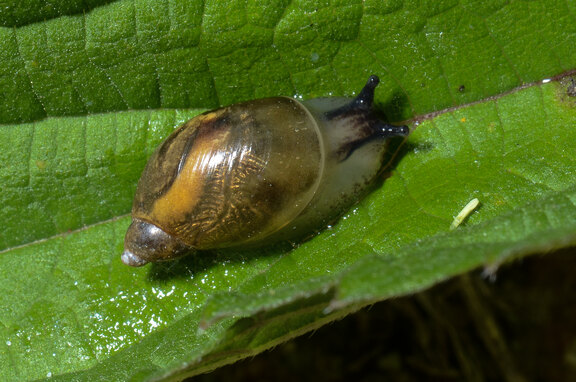 Bernsteinschnecke