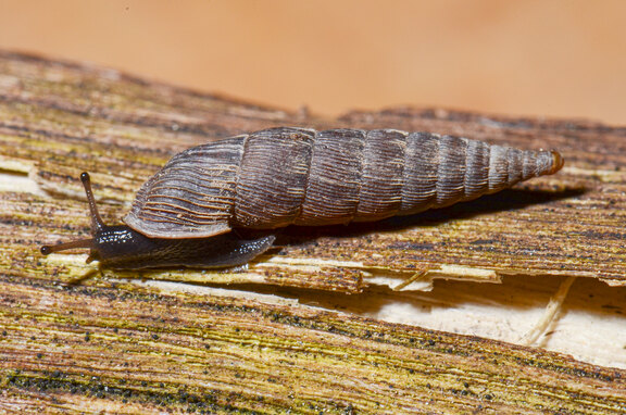 Schließmundschnecke Alinda biplicata