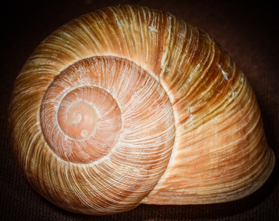 "Normale" rechtsgewundene Weinbergschnecke in Aufsicht