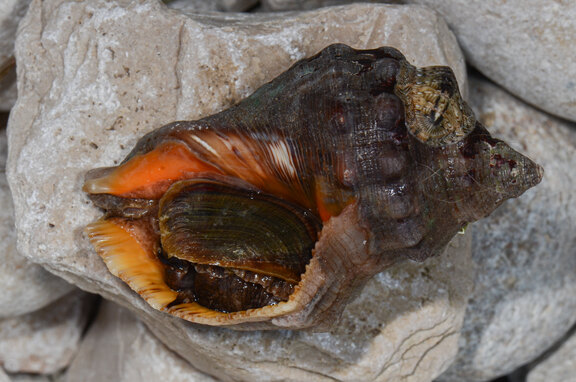 Käferschnecke auf der Schale einer Hornschnecke