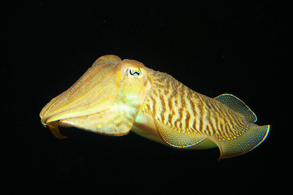 Schwimmende Sepie