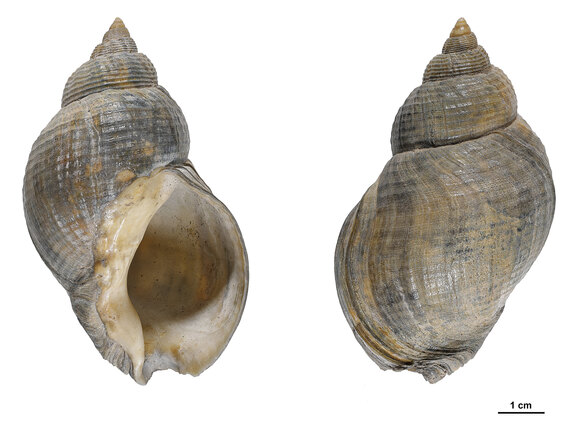 Gehäuse der Gemeinen Wellhornschnecke