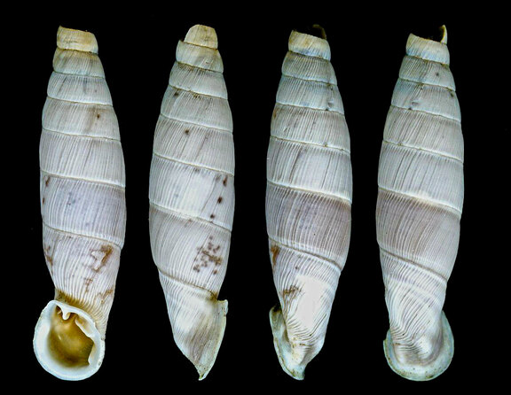 Paratypus-Exemplar von Barcania klugi Brandt, 1956 (Foto: O. Eckert)