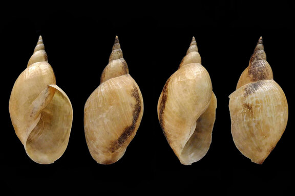 Spitzschlammschnecke
