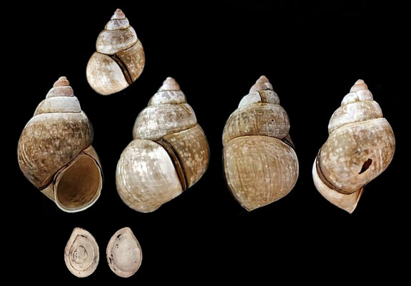 Schnauzenschnecke Schnauzenschnecke