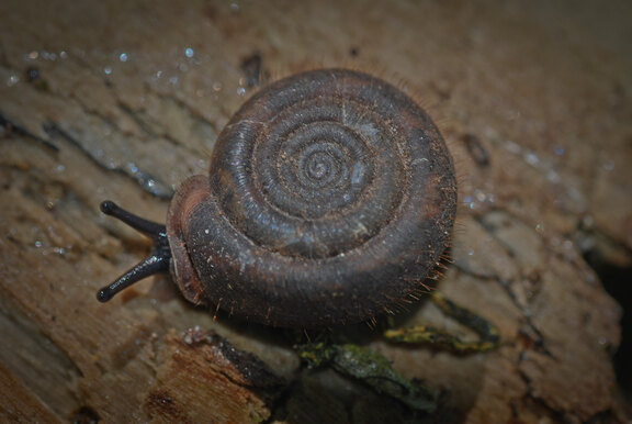 Behaarte Riemenschnecke