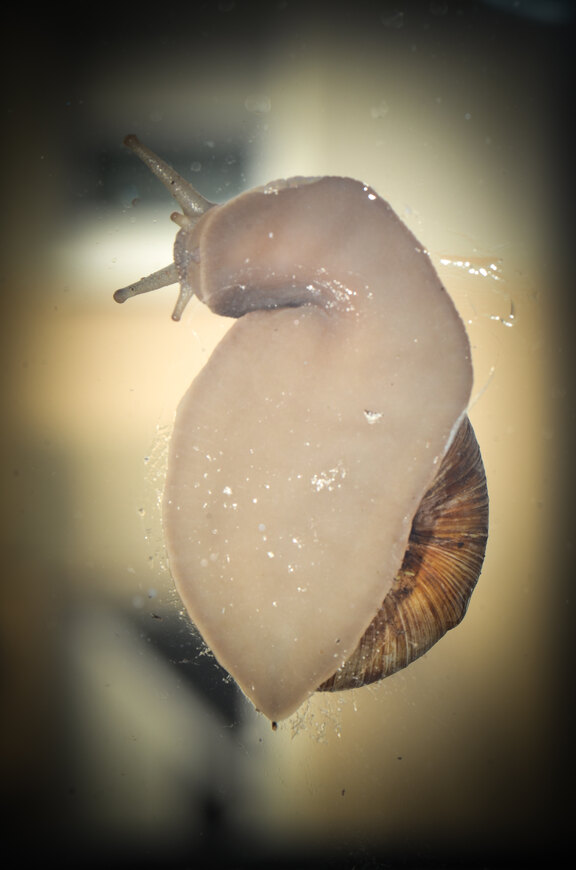 Fuß einer Weinbergschnecke durch ein Glas
