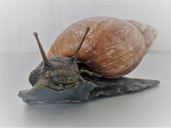 Modell einer Achatschnecke