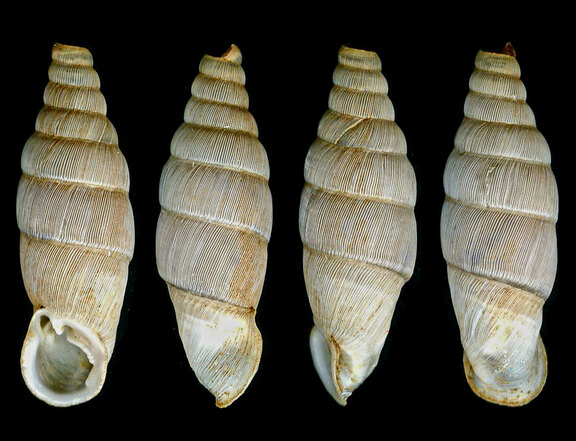 Paratypus-Exemplar von Barcania sasaensis Brandt, 1956 (Foto: O. Eckert)