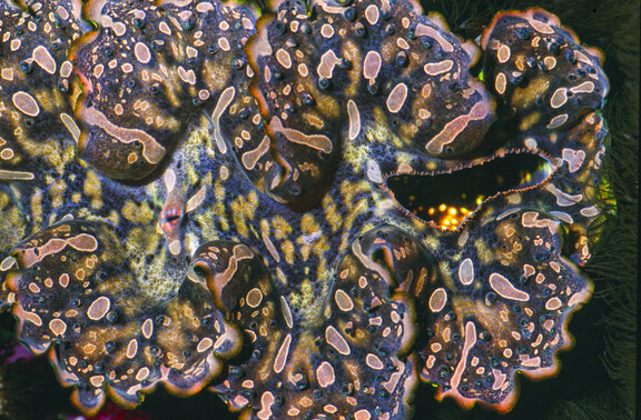 Farbiger Mantelrand einer Tridacna