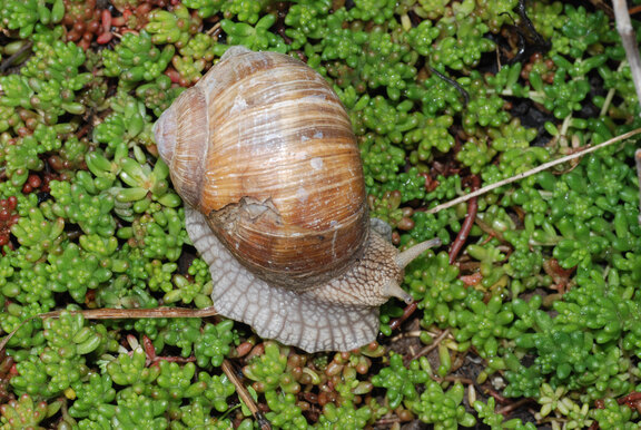 Weinbergschnecke