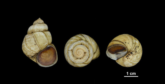 Viviparus pyramidalis