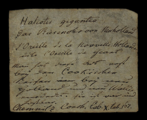 Etikett aus der alten Sammlung zum Riesen (See-) Ohr von Neu-Holland