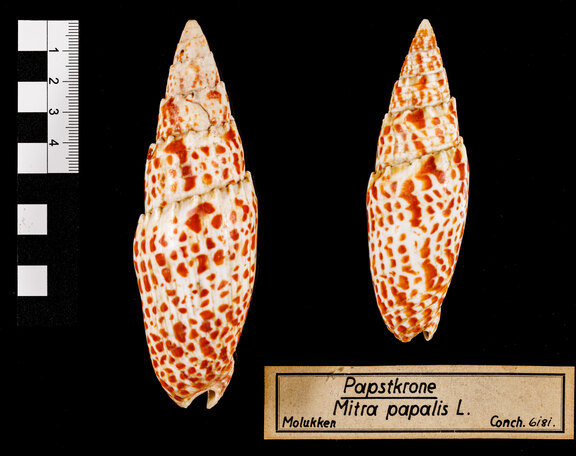 Papstmitra