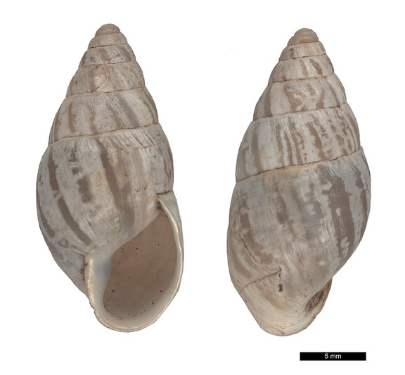Zebraschnecke
