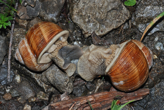 Sich paarende Weinbergschnecken