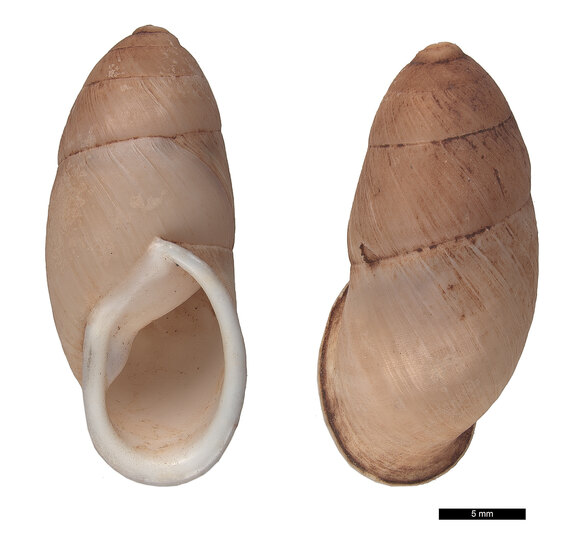 Vielfraßschnecke Buliminus labrosus