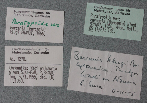 Etiketten zu Brandt-Belegen: Original-Etikett von R. Brandt, Schreibmaschinen-Etiketten von H. Knipper