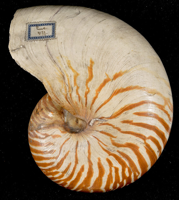 Nautilus-Schale aus der Markgräflichen Sammlung